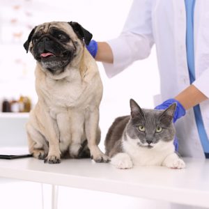 Veterinarian examining cute pug dog and cat in clinic, closeup. Vaccination day