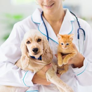 Vet examining dog and cat. Puppy and kitten at veterinarian doctor. Animal clinic. Pet check up and vaccination. Health care for dogs and cats.