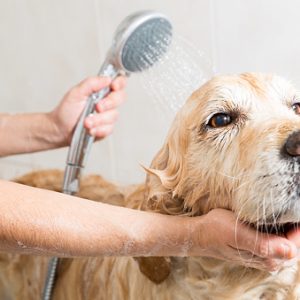 Relaxing bath foam to a Golden Retriever dog